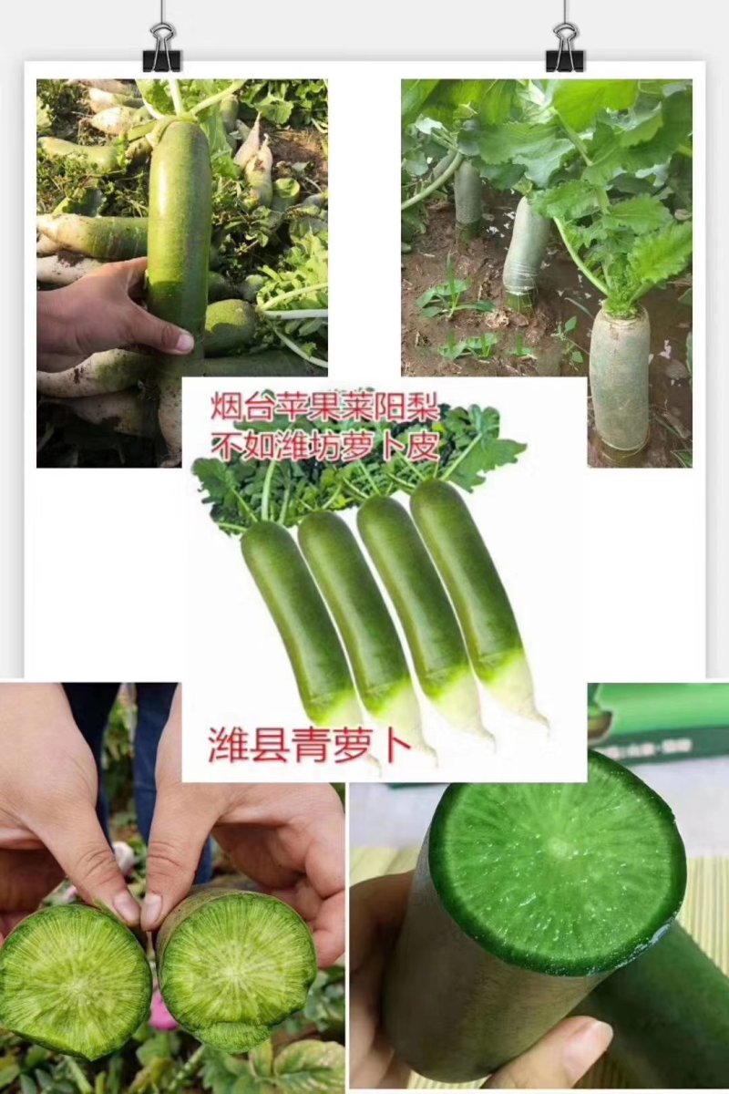 水果萝卜，青萝卜，大量上市，价格便宜，产地直销