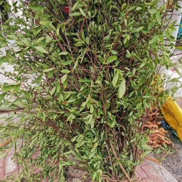了哥王，一手货源，物美价廉