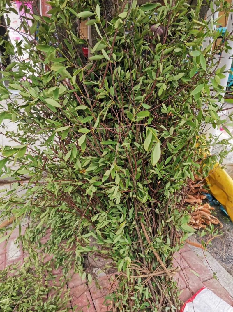 了哥王，一手货源，物美价廉