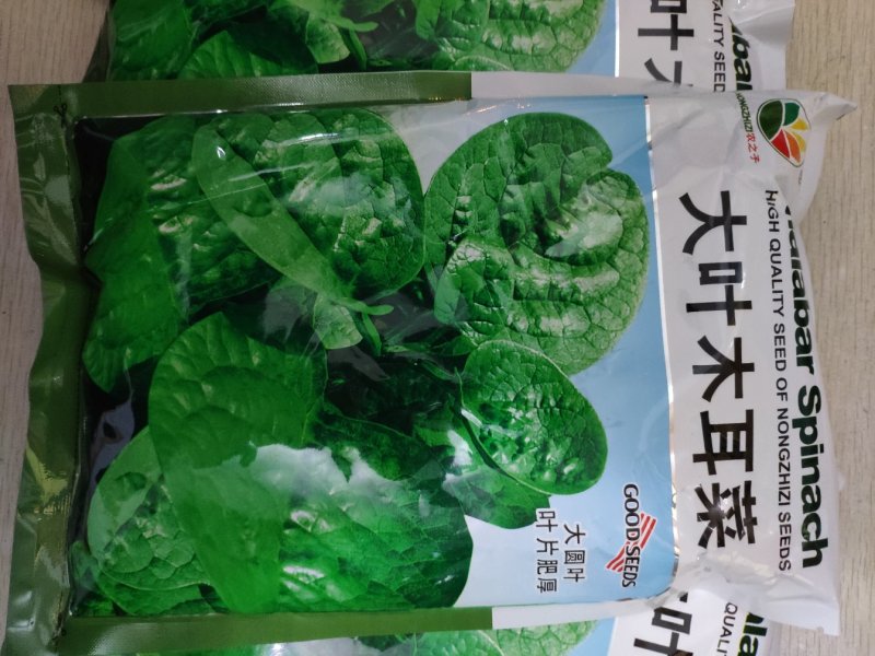 大叶木耳菜种籽高产耐寒耐抽苔木耳菜种500克