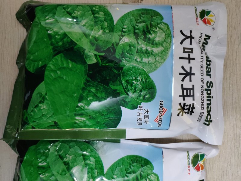 大叶木耳菜种籽高产耐寒耐抽苔木耳菜种500克