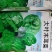 大叶木耳菜种籽高产耐寒耐抽苔木耳菜种500克