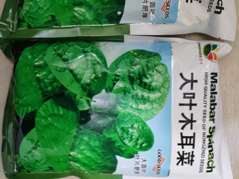 大叶木耳菜种籽高产耐寒耐抽苔木耳菜种500克