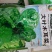 大叶木耳菜种籽高产耐寒耐抽苔木耳菜种500克
