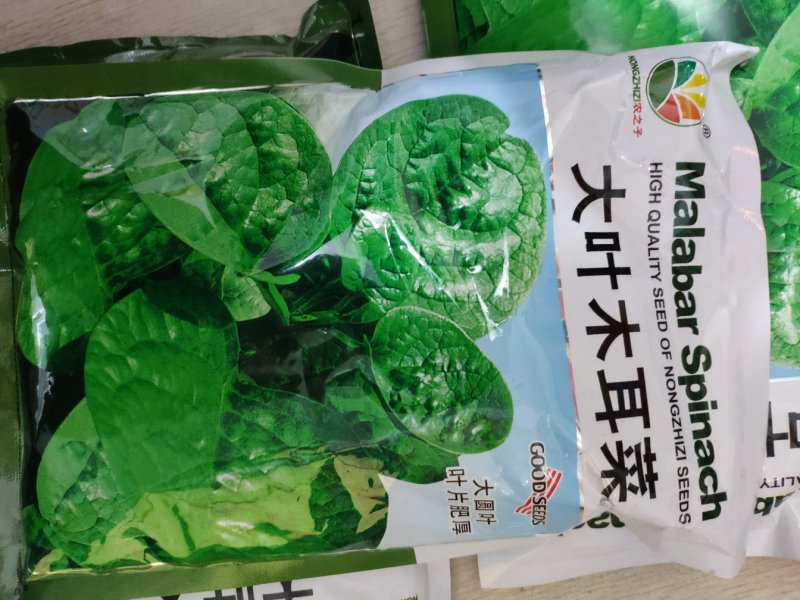 大叶木耳菜种籽高产耐寒耐抽苔木耳菜种500克