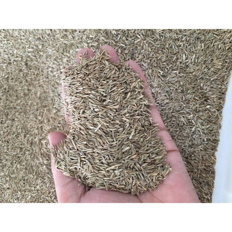 进口牧草种子南方多年生黑麦草种籽北方耐寒紫花苜蓿牧草四季