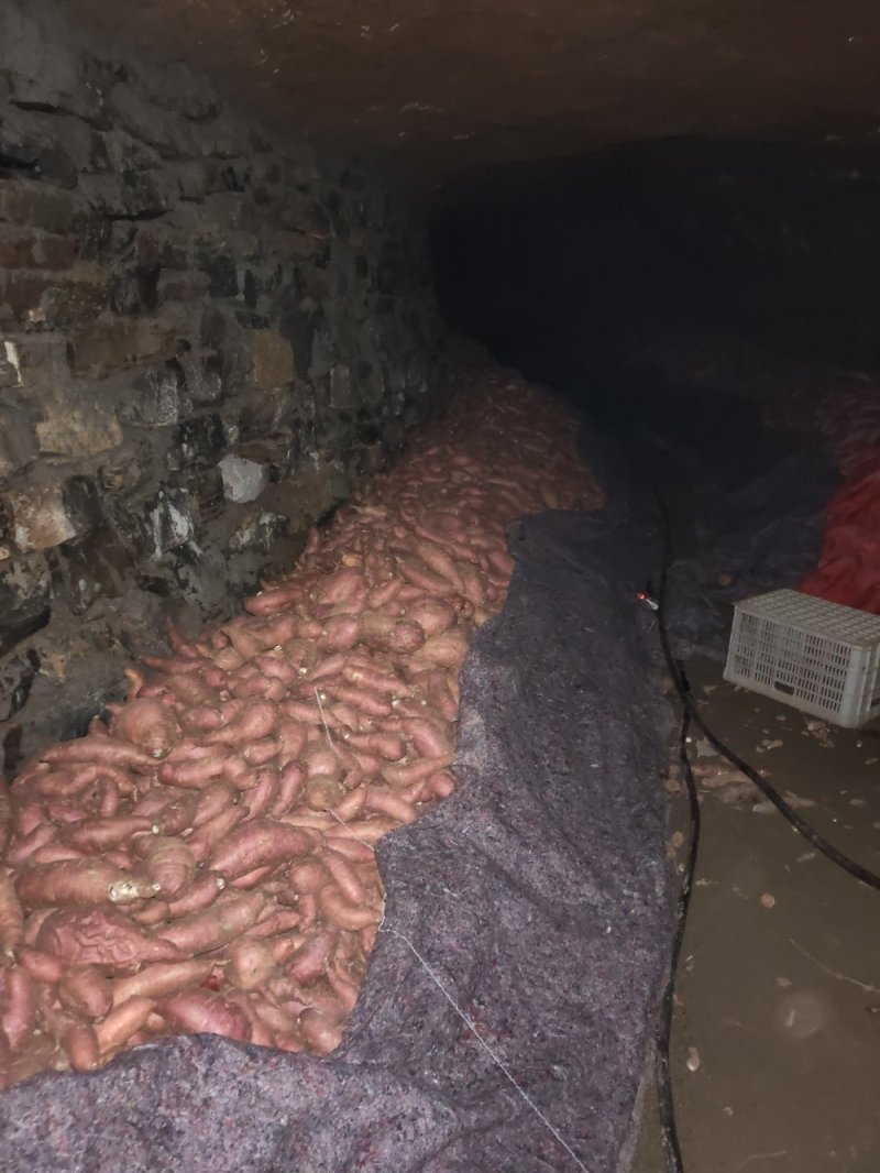 红薯地瓜当年现存品色正大小均匀需要电话联系当天发