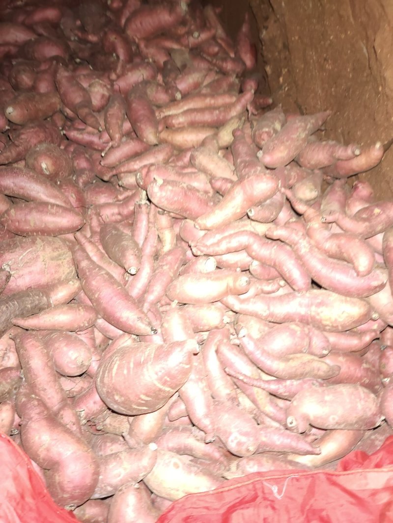 红薯地瓜当年现存品色正大小均匀需要电话联系当天发