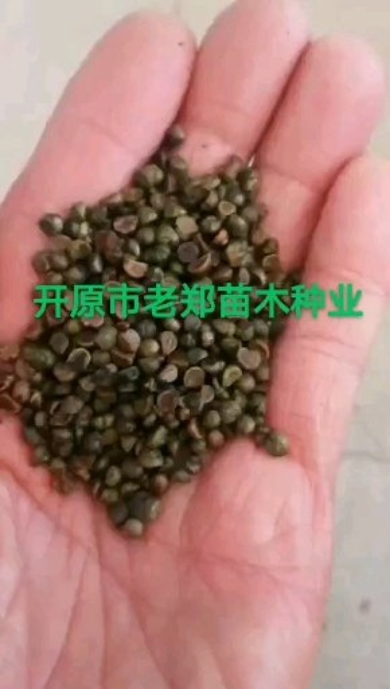 紫穗槐种子.发芽率高价格合理欢迎前来实地订购