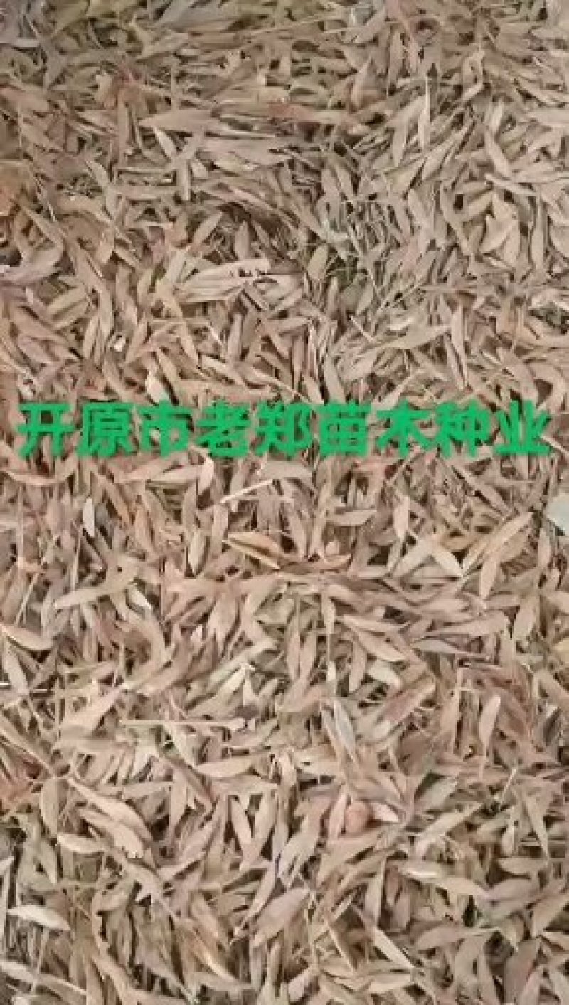 紫穗槐种子.发芽率高价格合理欢迎前来实地订购