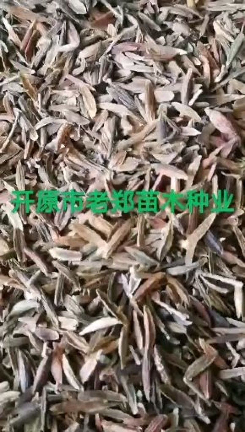 紫穗槐种子.发芽率高价格合理欢迎前来实地订购