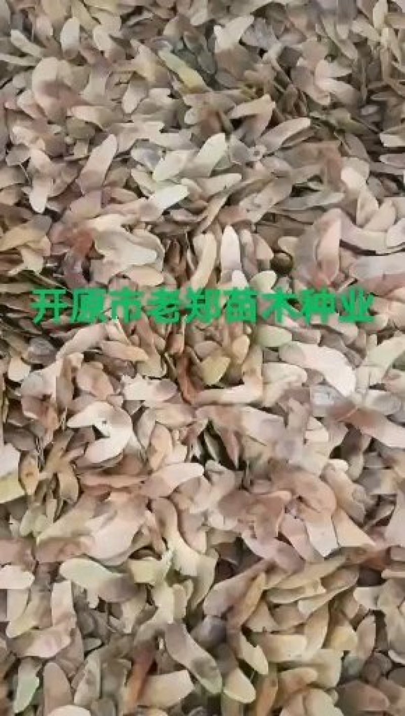 紫穗槐种子.发芽率高价格合理欢迎前来实地订购