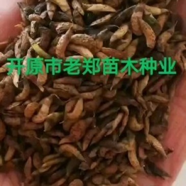 紫穗槐种子.发芽率高价格合理欢迎前来实地订购