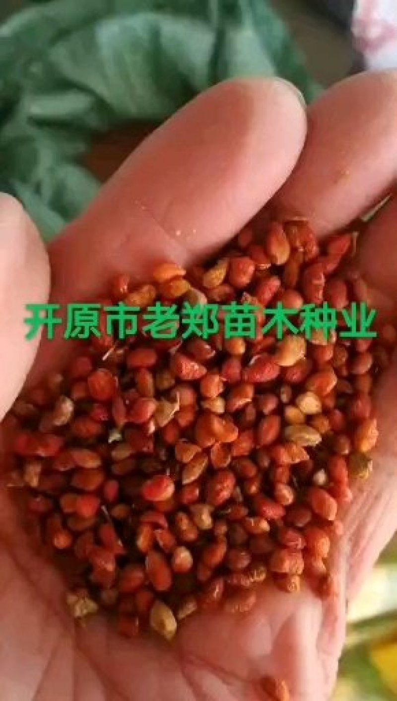 紫丁香种子.小叶丁香种子.暴马丁香种子