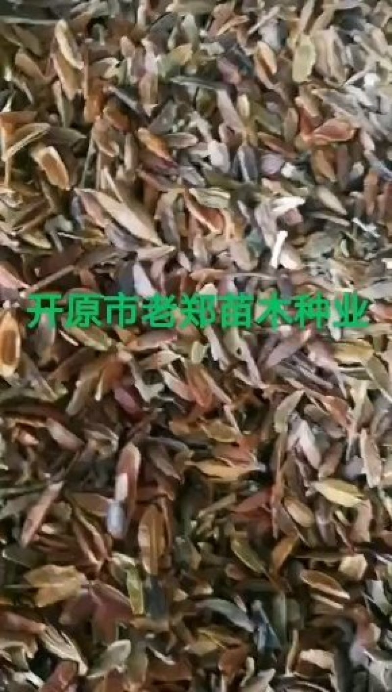 紫丁香种子.小叶丁香种子.暴马丁香种子