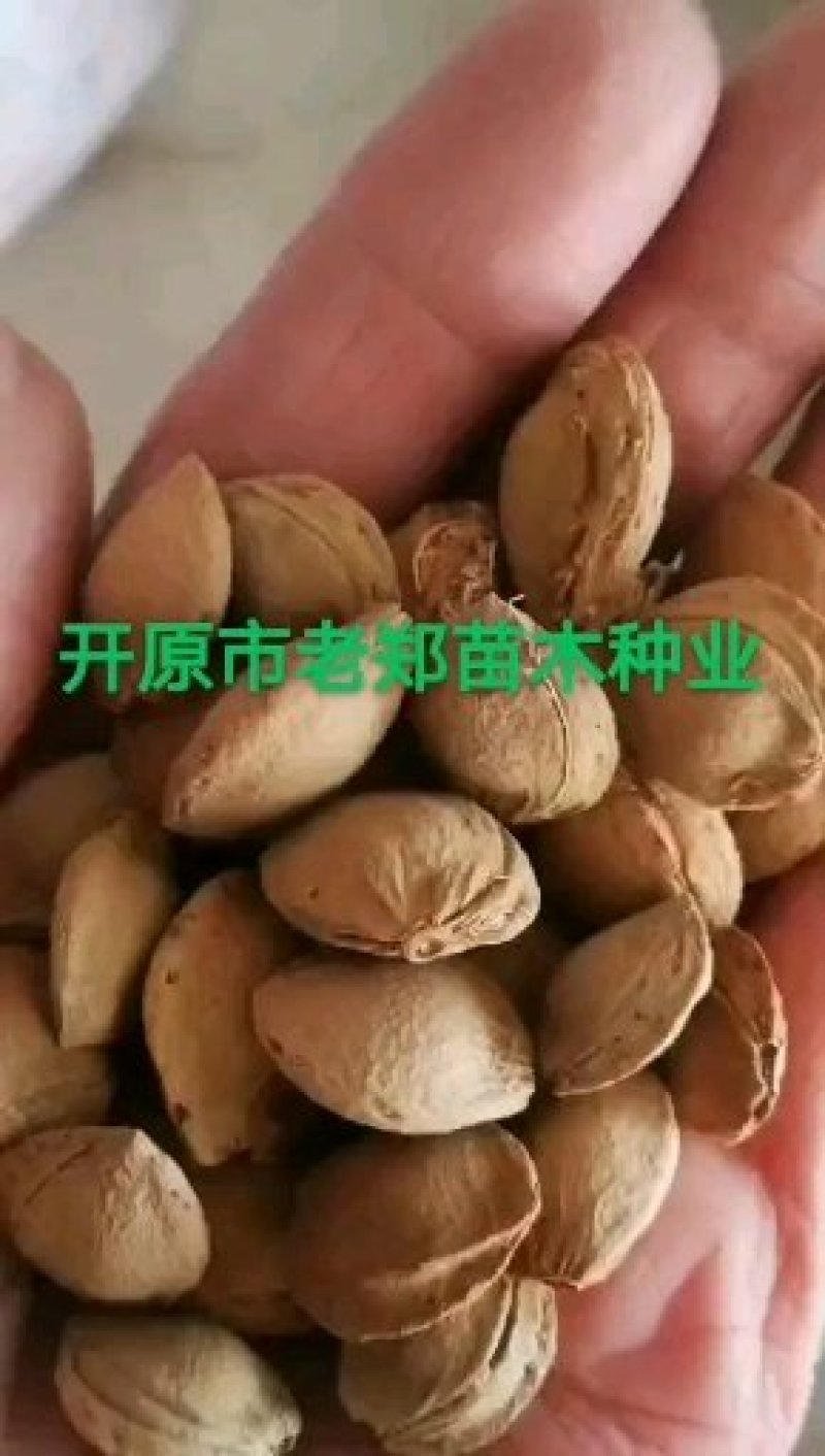 紫丁香种子.小叶丁香种子.暴马丁香种子