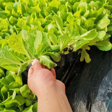 白菜苗吉锦黄心3号黄心白菜品种保证质量保证一级苗