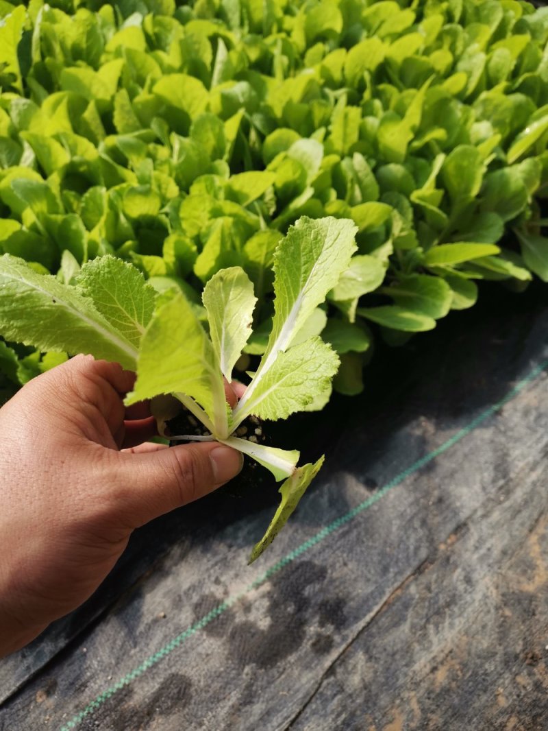 白菜苗吉锦黄心3号黄心白菜品种保证质量保证一级苗