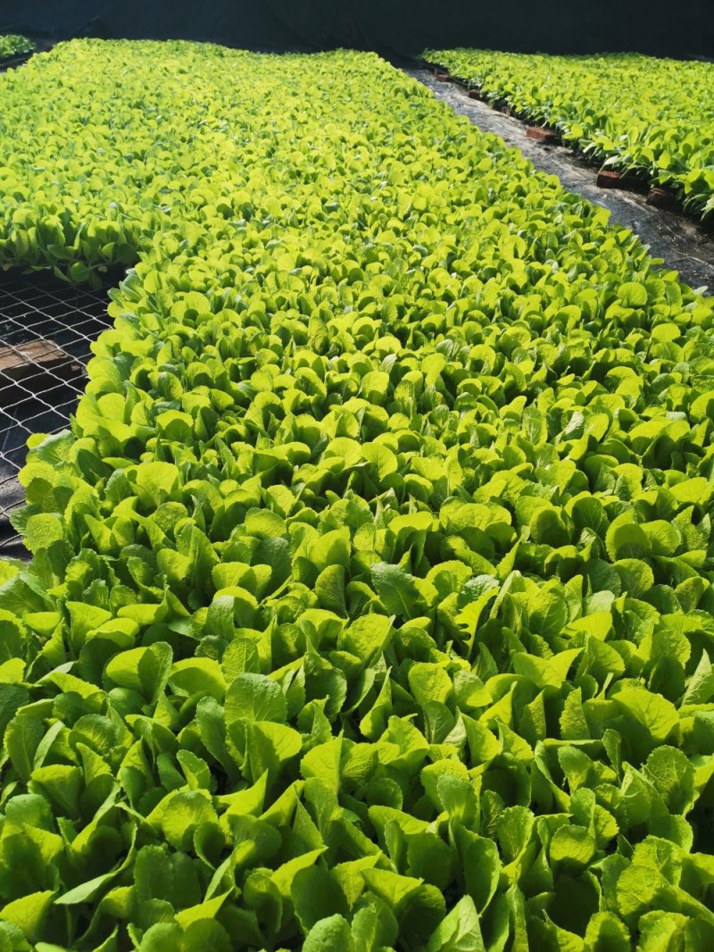 白菜苗吉锦黄心3号黄心白菜品种保证质量保证一级苗