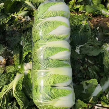 湖北黄心矮颗白菜3---5斤净菜，物美价廉，一手货源