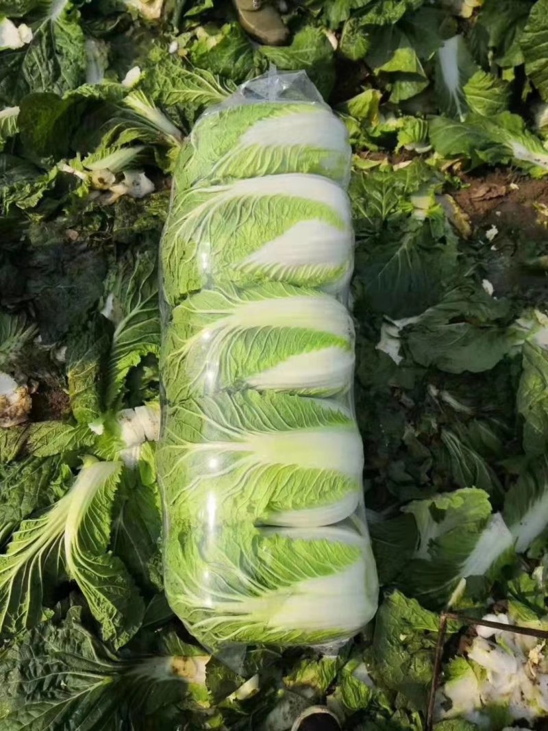 湖北黄心矮颗白菜3---5斤净菜，物美价廉，一手货源