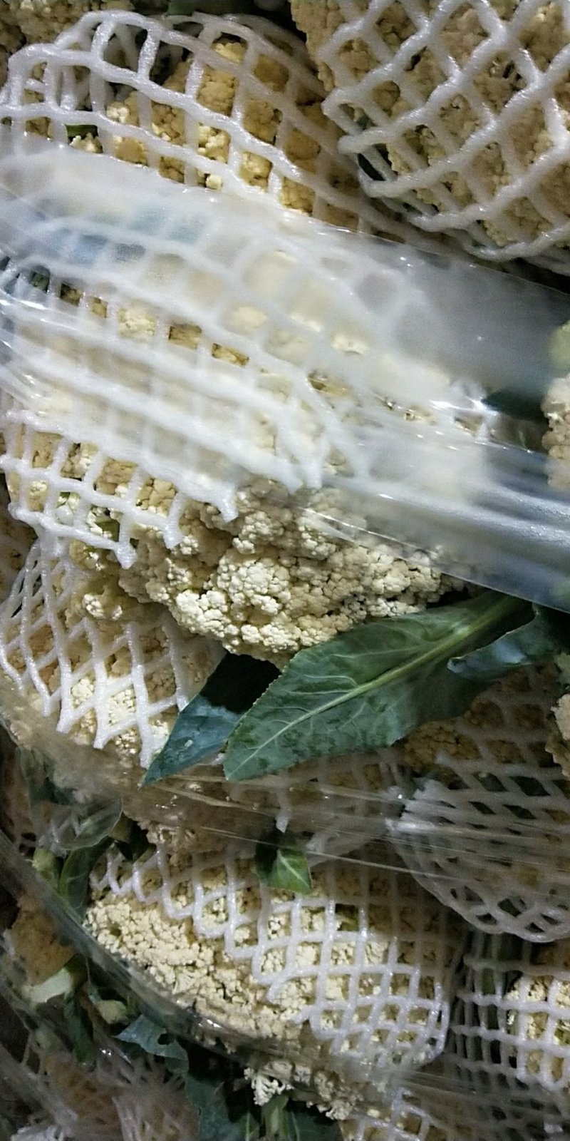 福建精品散花，西兰花大量供应