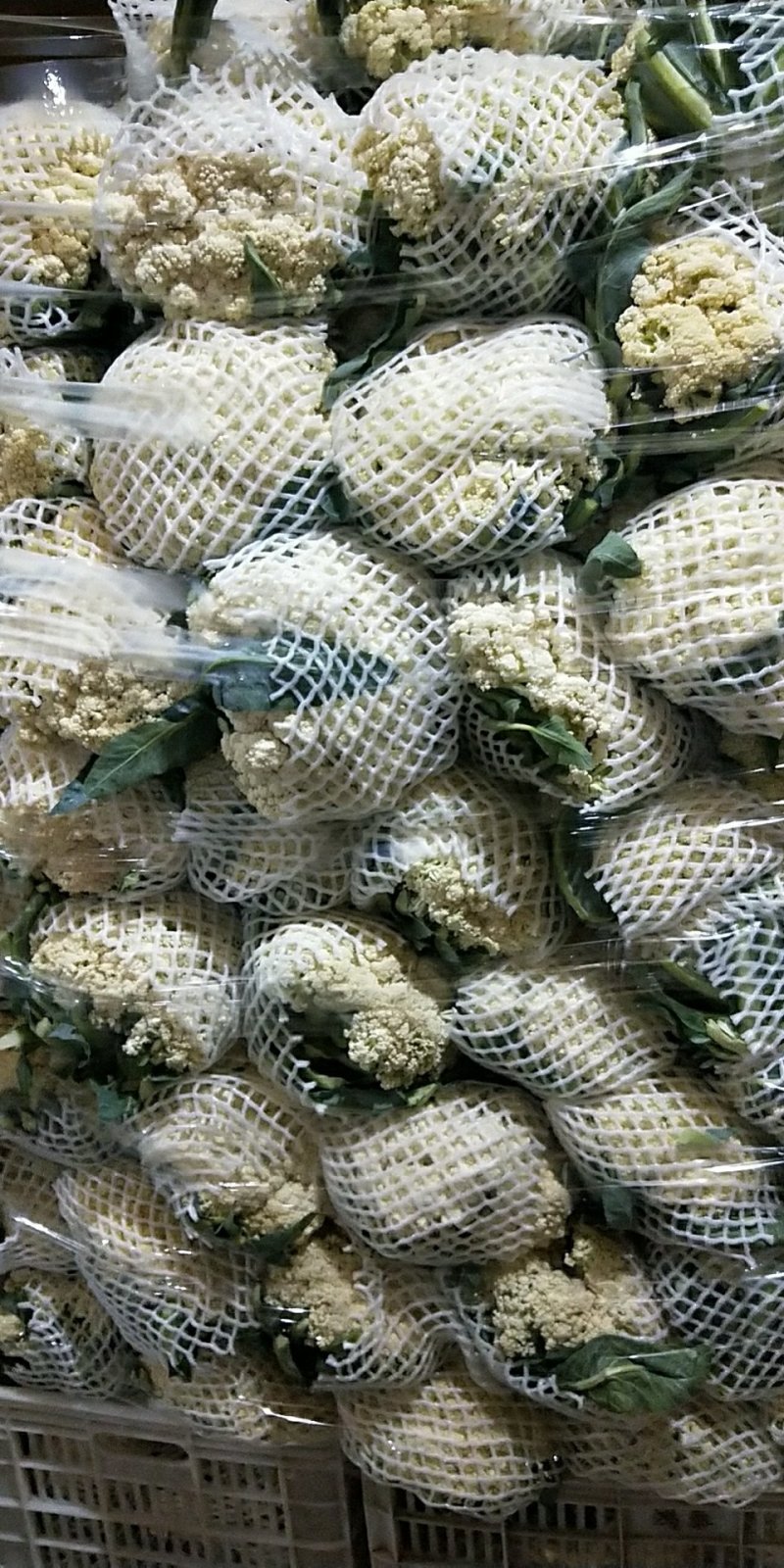 福建精品散花，西兰花大量供应