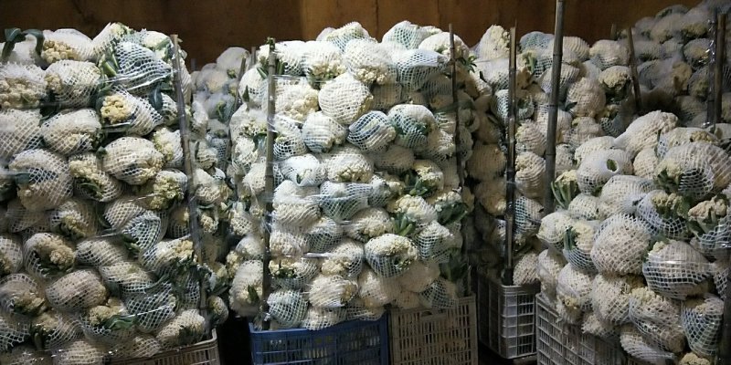 福建精品散花，西兰花大量供应