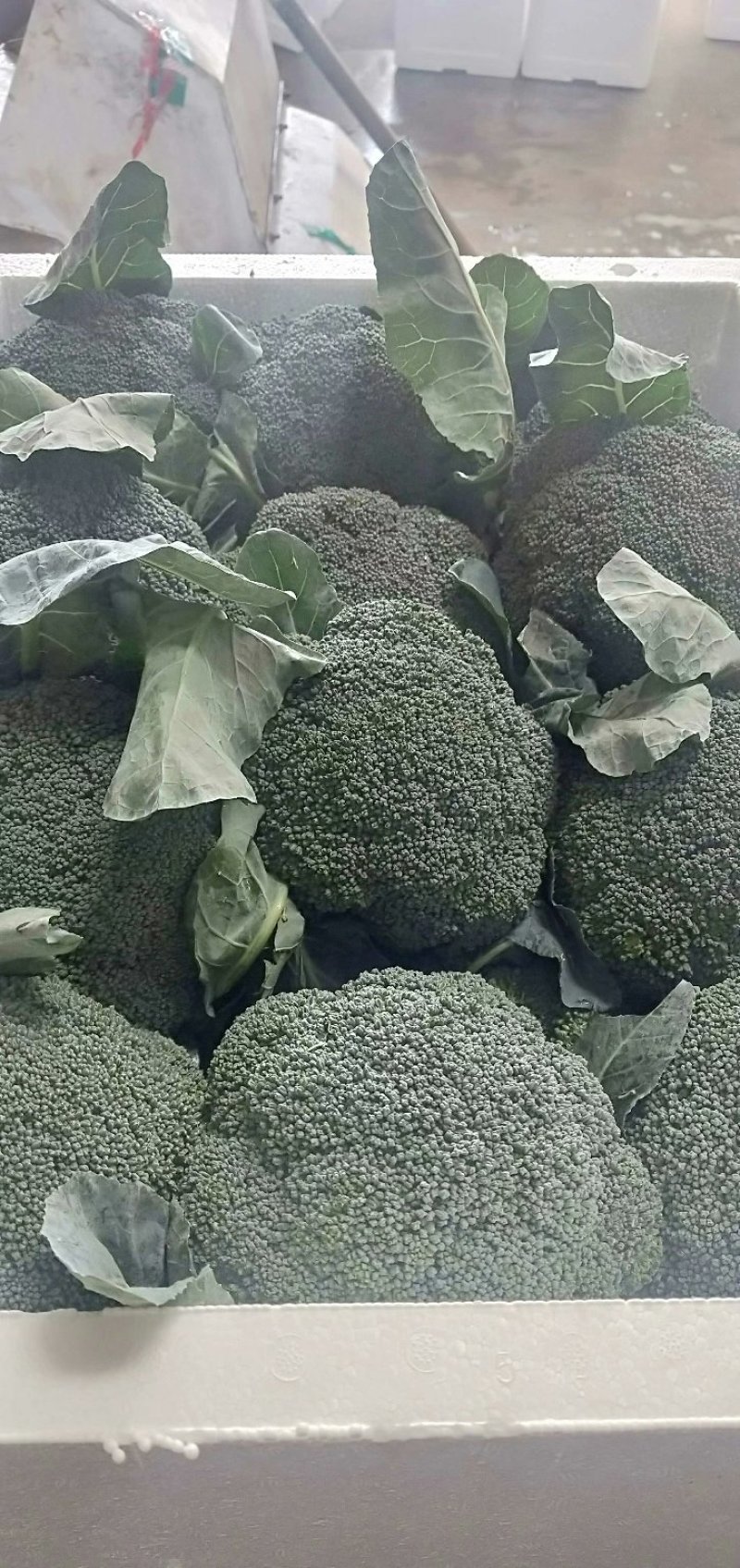 福建精品散花，西兰花大量供应