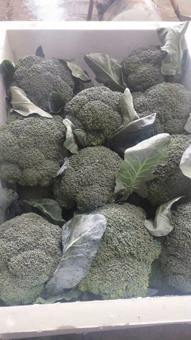 福建精品散花，西兰花大量供应