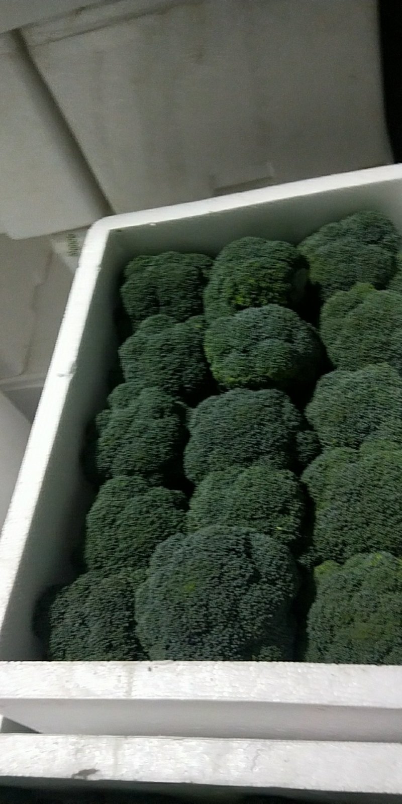 福建精品散花，西兰花大量供应