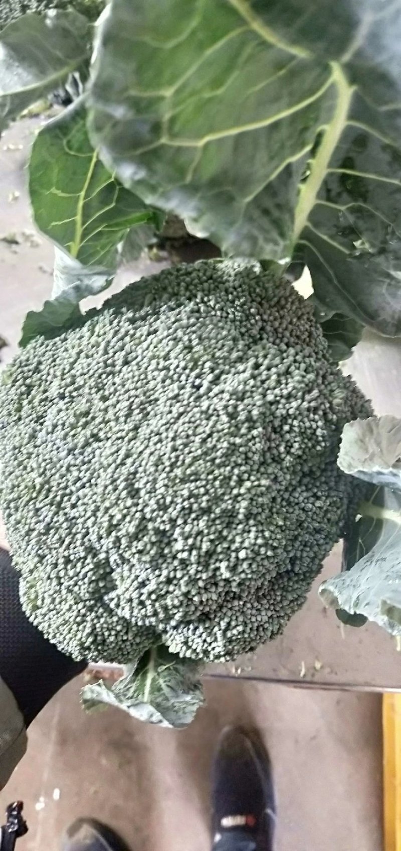 福建精品散花，西兰花大量供应