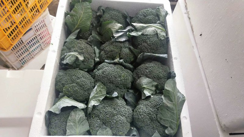 福建精品散花，西兰花大量供应