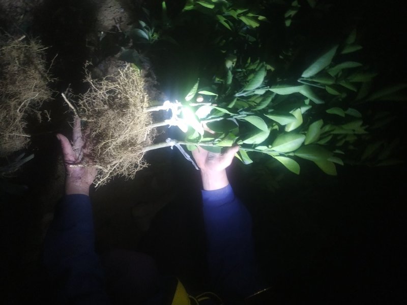 【热卖】纽荷尔脐橙苗/卡拉红肉脐橙苗地苗/杯苗假一赔百