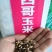 墨西哥玉米草牧草种子进口甜高粱种子，高产牧草种子