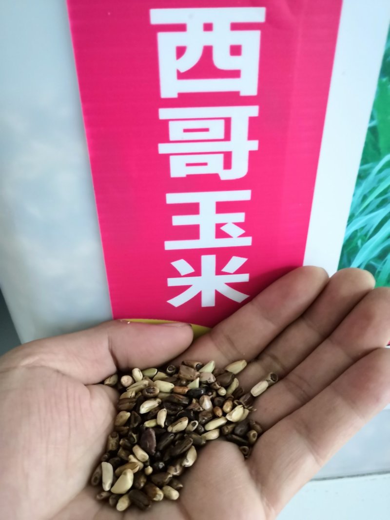 墨西哥玉米草牧草种子进口甜高粱种子，高产牧草种子