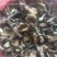 大兴安岭野生榛蘑