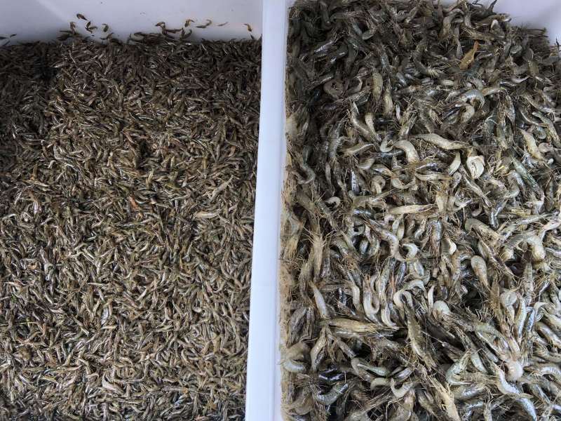 草虾，河虾，自产自养自销水库湖泊