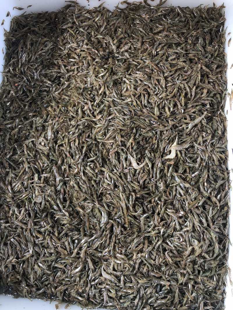 草虾，河虾，自产自养自销水库湖泊