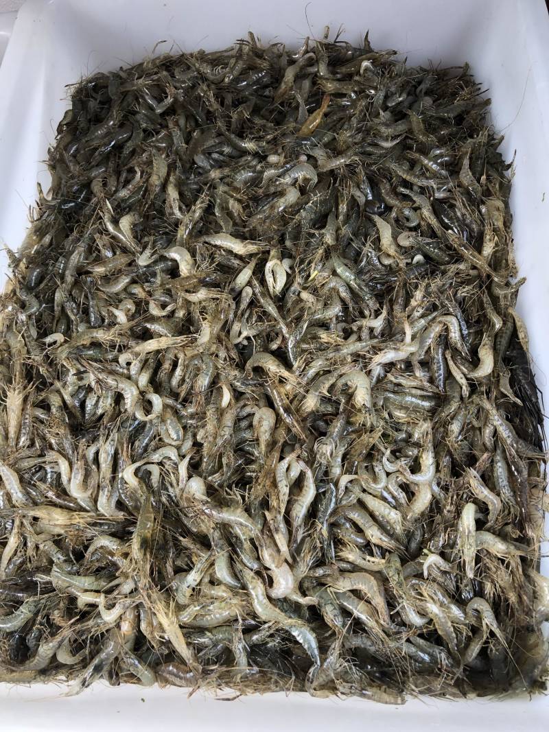 草虾，河虾，自产自养自销水库湖泊