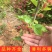 红果3号桑树苗桑椹子树苗新品种桑椹苗南北种植果树苗