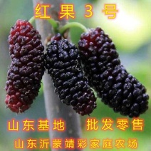 红果3号桑树苗桑椹子树苗新品种桑椹苗南北种植果树苗