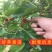 红果3号桑树苗桑椹子树苗新品种桑椹苗南北种植果树苗