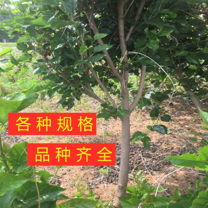 红果3号桑树苗桑椹子树苗新品种桑椹苗南北种植果树苗