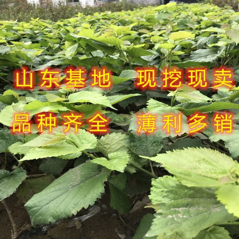 红果3号桑树苗桑椹子树苗新品种桑椹苗南北种植果树苗