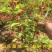 红果3号桑树苗桑椹子树苗新品种桑椹苗南北种植果树苗