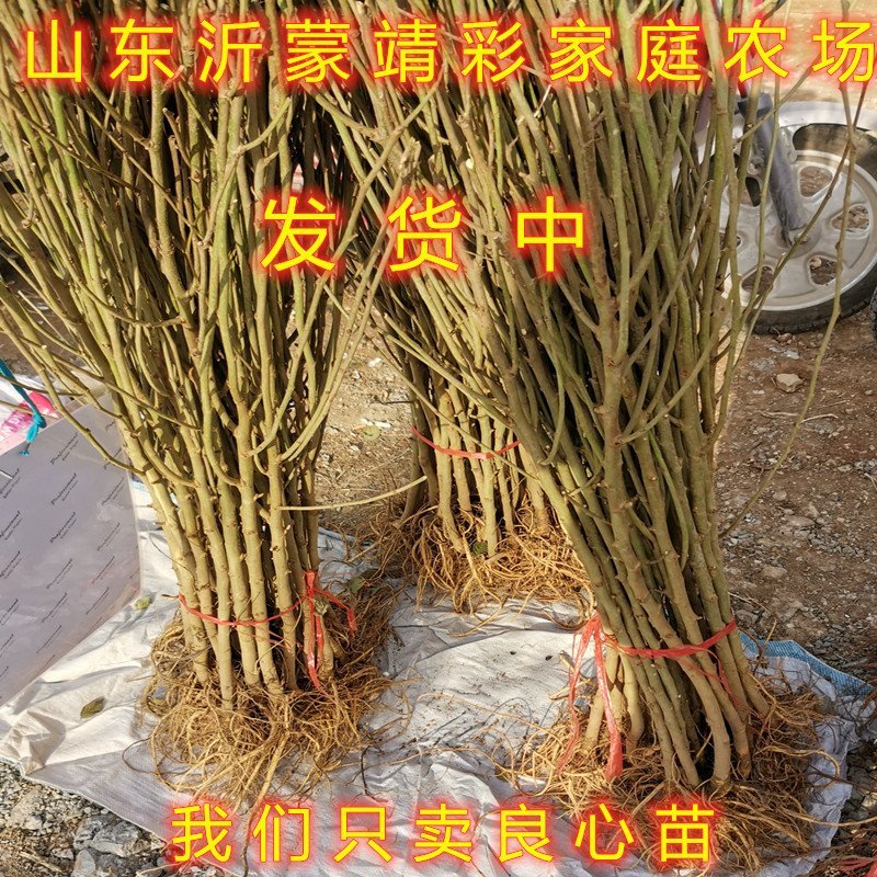 红果3号桑树苗桑椹子树苗新品种桑椹苗南北种植果树苗