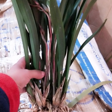 企黑墨兰，8苗带带花剑，12月--过完年4月有花剑