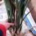 企黑墨兰，8苗带带花剑，12月--过完年4月有花剑
