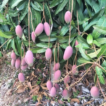 芒果